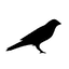 Kusama logo